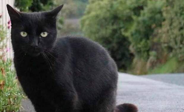 Спасение котёнка