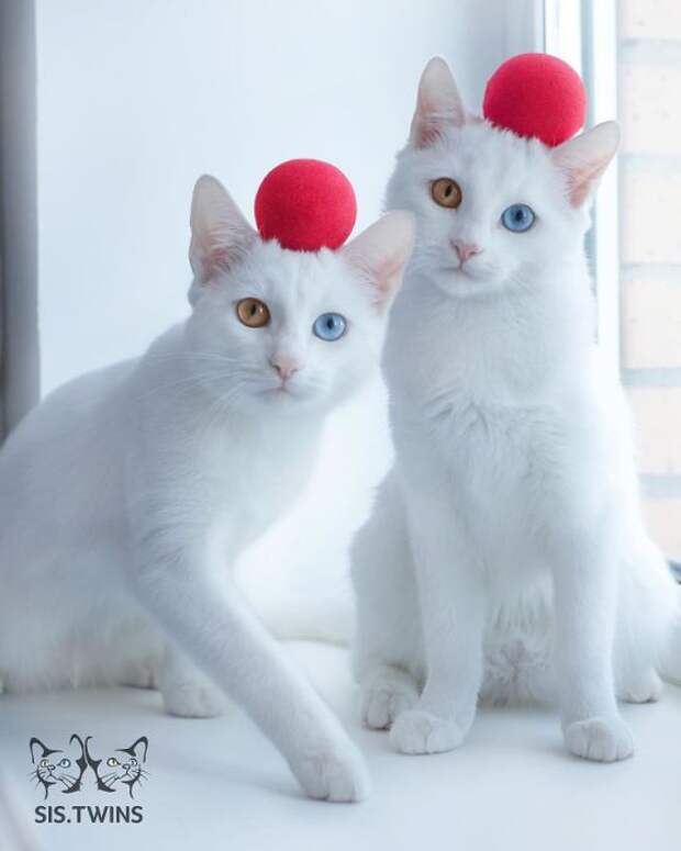 11 фотографий очаровательных кошек-близнецов с гетерохромией