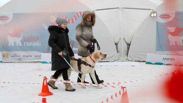 В России вводят ГОСТ для собак-поводырей