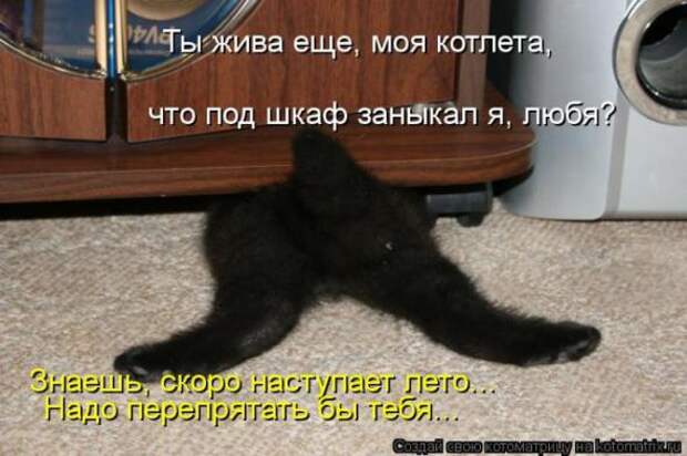 Котоматрицы(картинки с надписями)