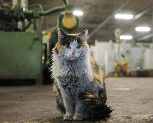 Работящие коты-заводчане: они никогда не скажут, что у них лапки