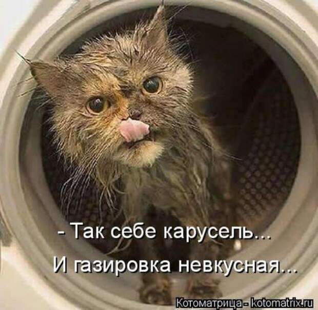 Котоматрицы(картинки с надписями)