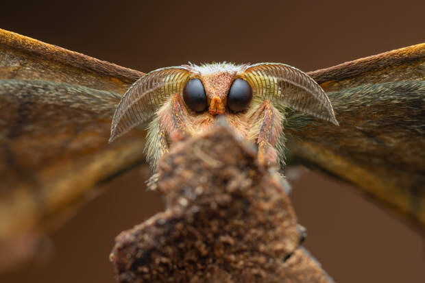 Неземные пейзажи, грибные зомби и нескончаемая борьба за жизнь. Ни на что не похожий мир — на снимках лучших фотографов