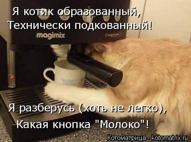 Свежая котоматрица для всех (20 шт)