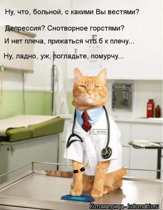 Котоматрицы(картинки с надписями)