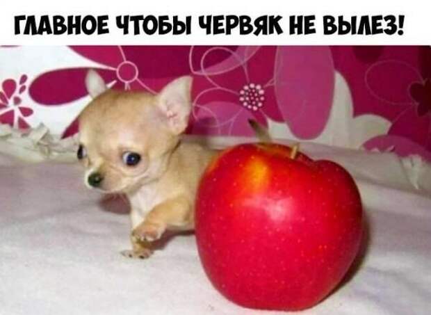 Собака - ДРУГ человека