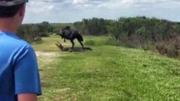 Картинки по запросу Нападение дерзкого коня на аллигатора сняли на видео