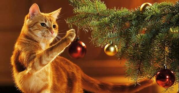 Почему коты так неравнодушны к новогодним елкам?