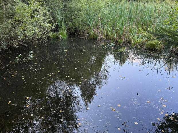В Коврове в пруду микрорайона Заря обнаружено тело 4-летнего мальчика