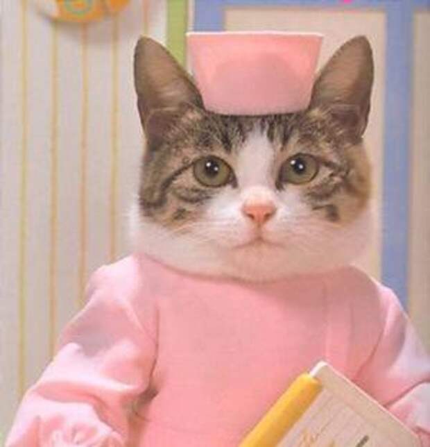 Ученые доказали: кошка должна быть в каждом доме!