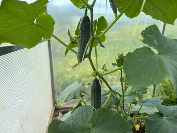 Собирайте зеленцы до заморозков: три гибрида огурцов, которые плодоносят в холода и не боятся дождей