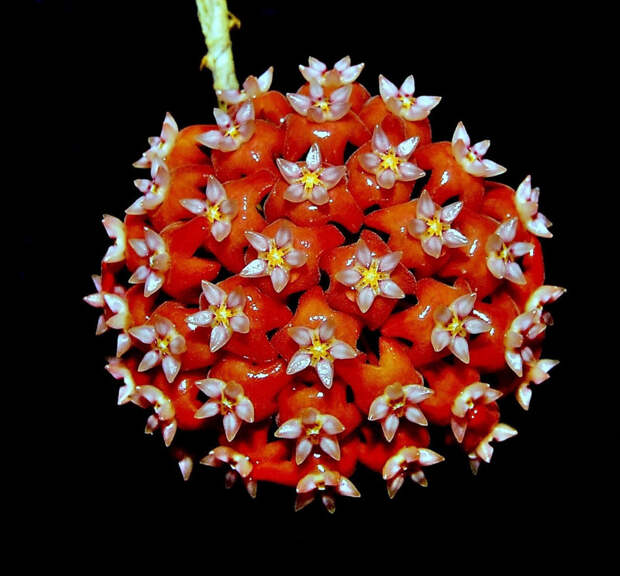 Hoya ilagiorum красота, лиана, природа, флора, хойя, цветы, чудеса