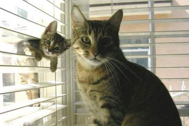 Котики