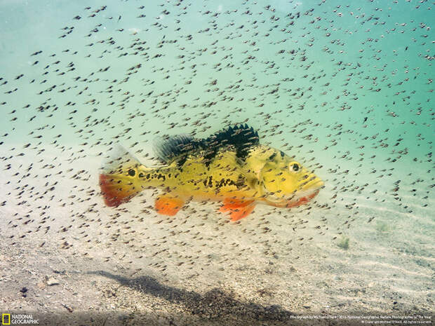 2016-national-geographic-nature-photographer-of-the-year-winners-10-584fb797ef184__880