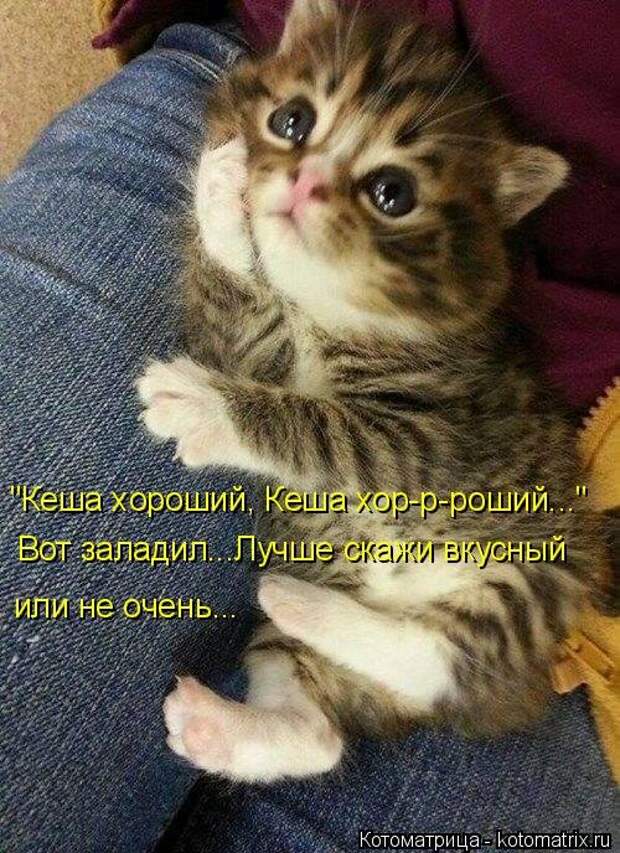 Лучшая котоматрица недели (32 фото)