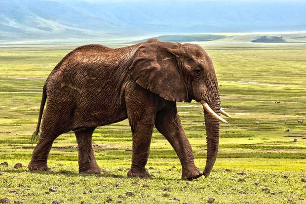 Слон, Safari, Животных, Защита, Африка, Природа