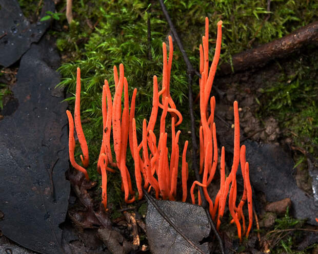 Fungi09 Самые красивые грибы в мире