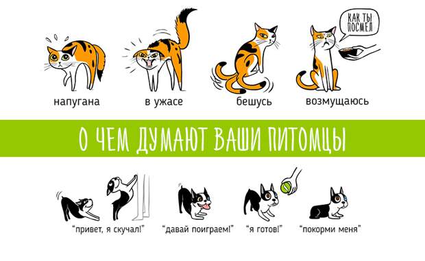 О чем думают ваши питомцы: язык тела животных в наглядных картинках животные, кошки, собаки, язык тела