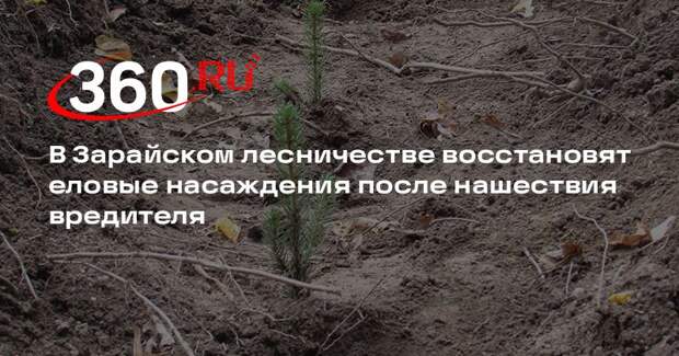 В Зарайском лесничестве восстановят еловые насаждения после нашествия вредителя