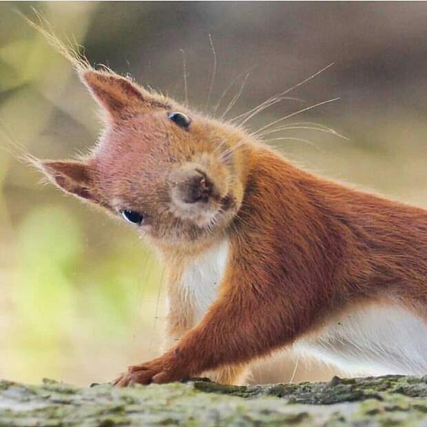 lnqHum2V0-4 (700x700, 277Kb)