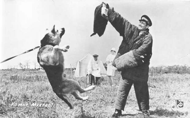 На съемках фильма «Ко мне, Мухтар!» собаки по настоящему нападали на «злоумышленников»