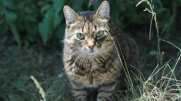 Ветврач: коты и собаки смотрят телевизор по одной "древней" причине