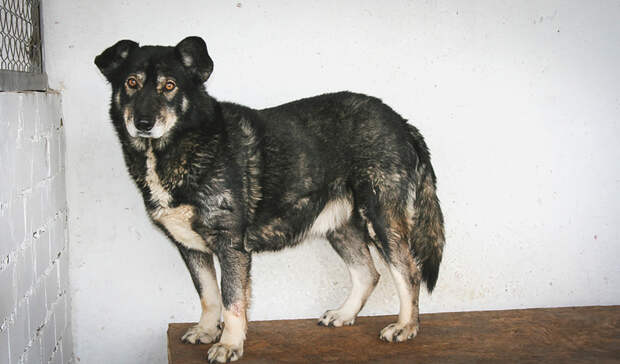 Владельцев агрессивных собак оштрафуют в Городце