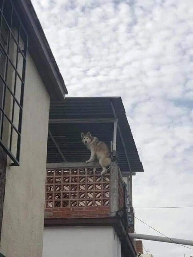 Ну допустим мяу