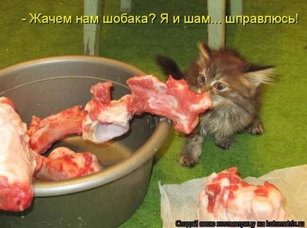 Лучшие котоматрицы недели, 35 шт.