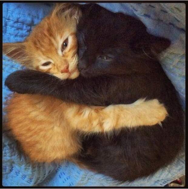 Кошачьи обнимашки