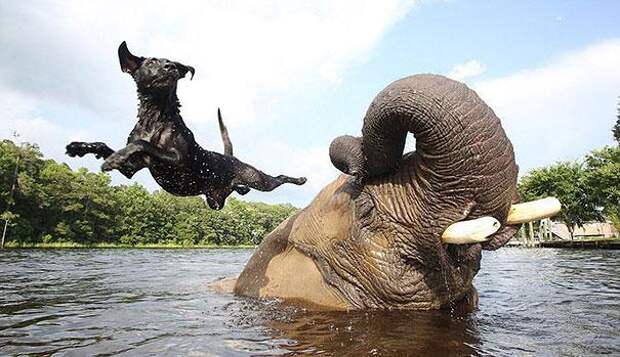 дружба животных собака и слон 2