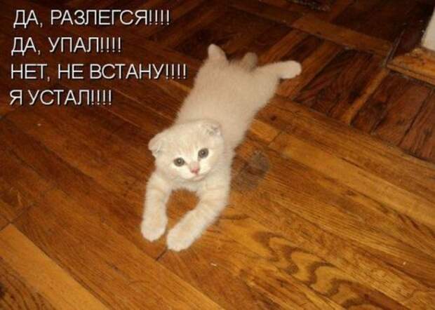 Котоматрица юморная (38 фото)