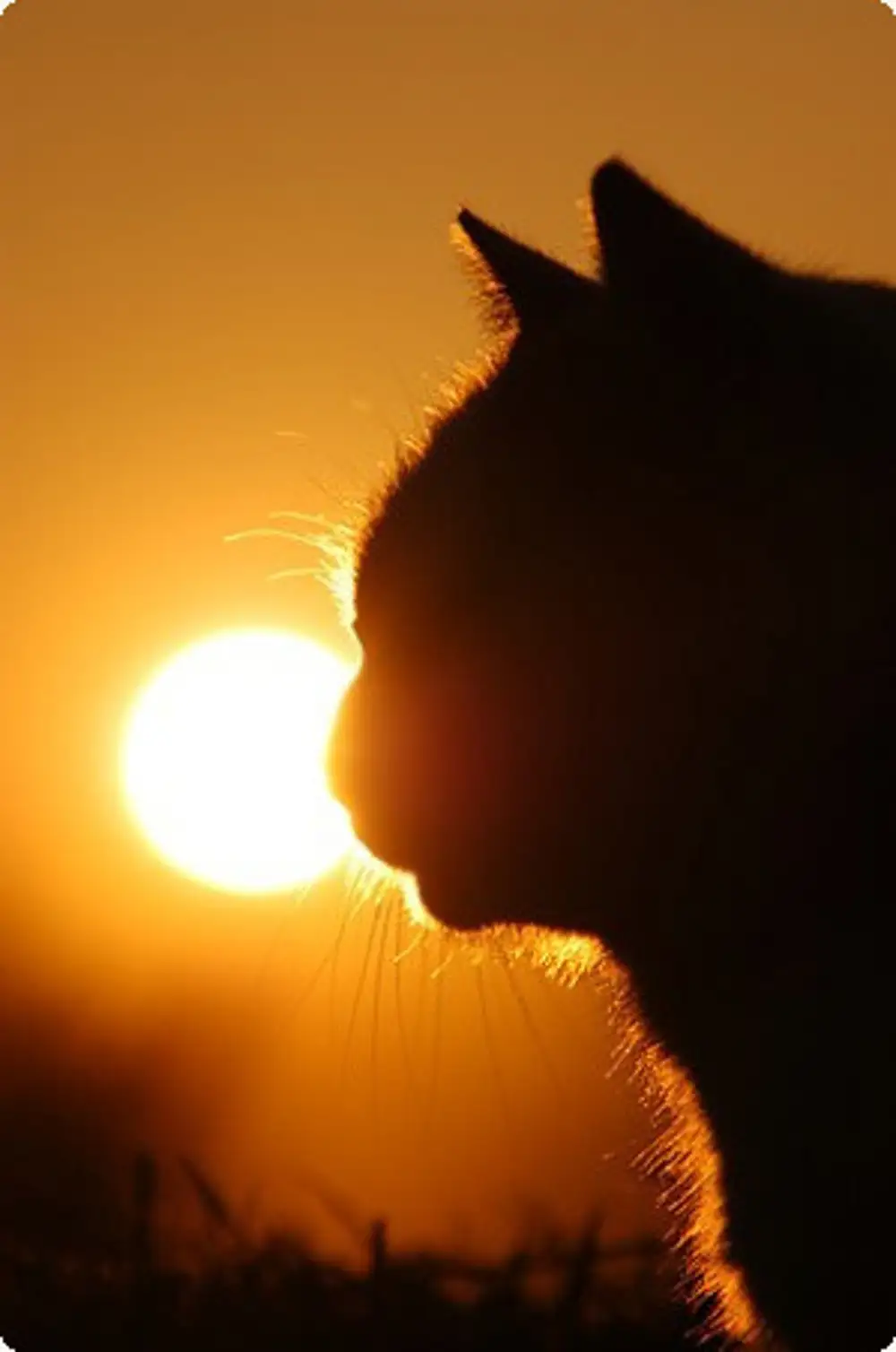 кот солнце картинки