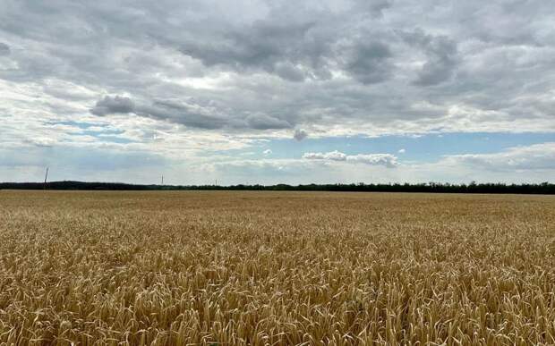 Из Рязанской области в Казахстан после проверки отправили 20 т семян пшеницы