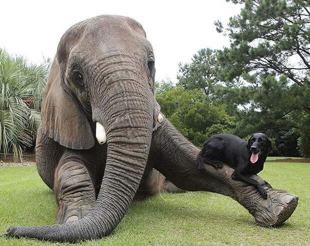 дружба животных собака и слон 3