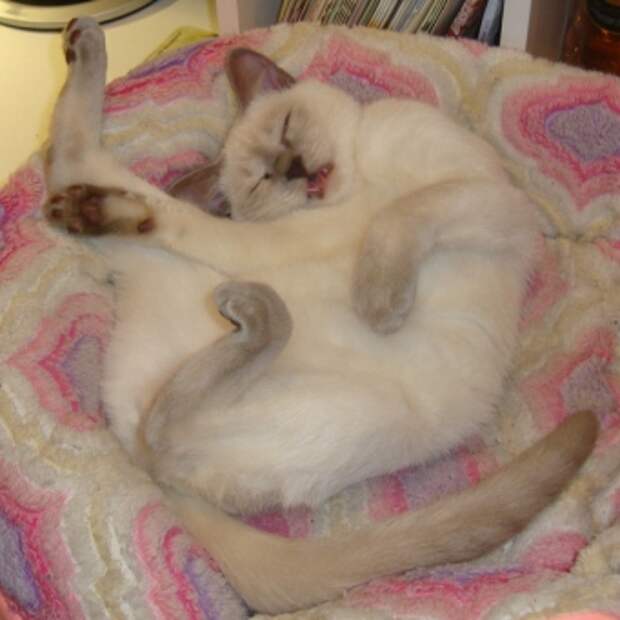 Почему коты постоянно спят. Кот лежит на спине. Спящий кот на спине. Кот дрыхнет.