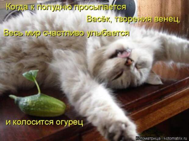 Котоматрицы(картинки с надписями)