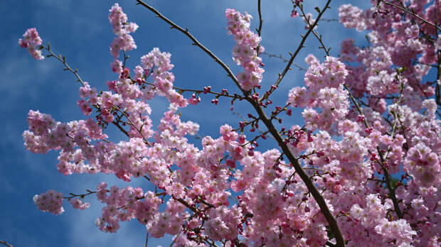 Названы даты цветения сакуры в Японии в 2026 году