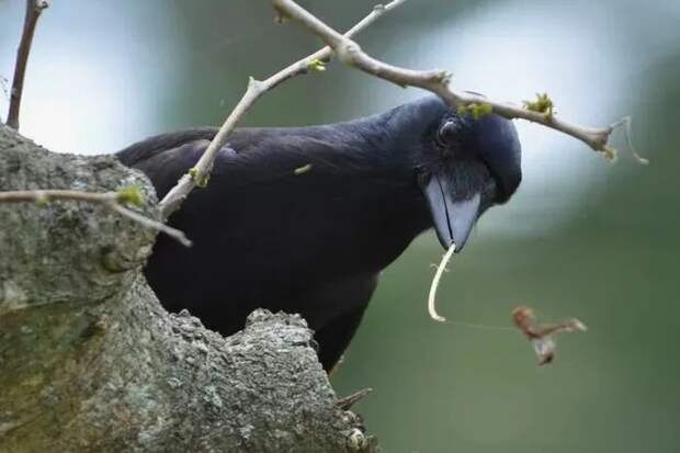 Оказалось, что у воронов может быть понимание «ценности» предметов