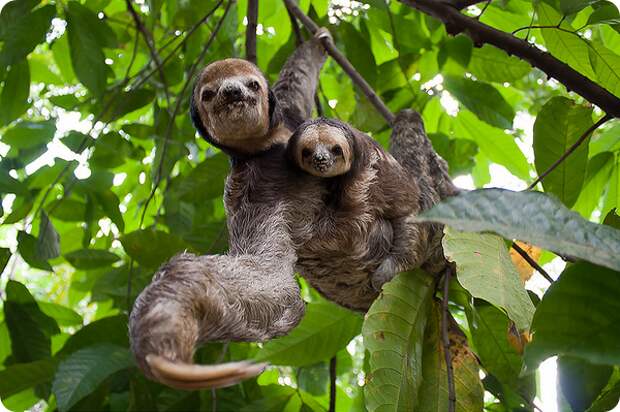 Трехпалые ленивцы (лат. Bradypus tridactylus)