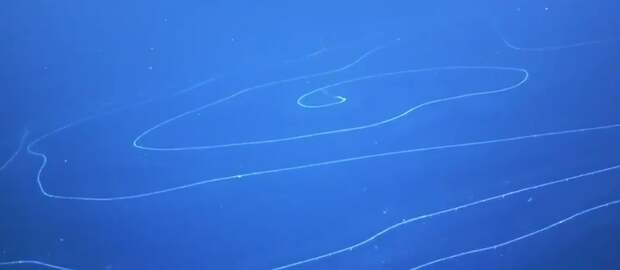 В глубинах Индийского океана сняли на видео странное существо