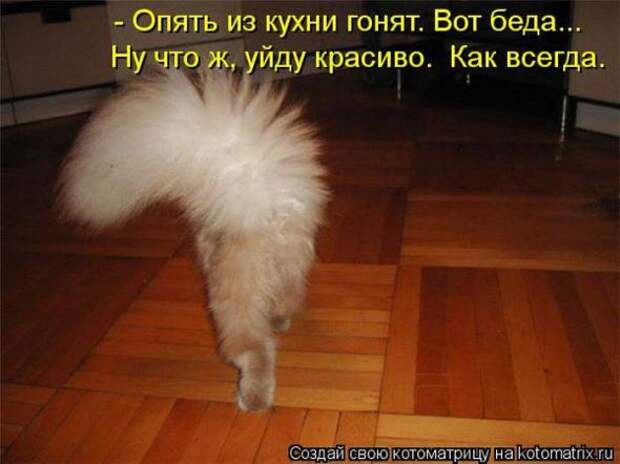 Котоматрицы(картинки с подписями)