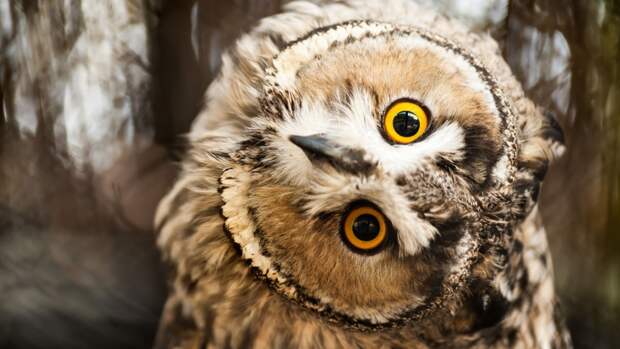 10 удивительных фактов о совах