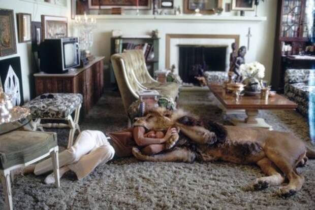 Семья, которая жила с настоящим львом в 1971 году (10 фото + видео)