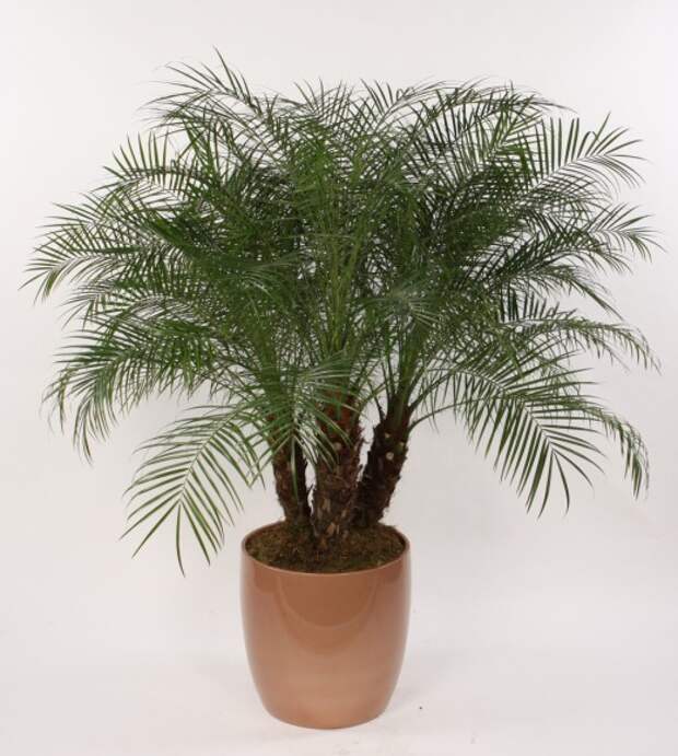 Финик Робелена (Phoenix roebellenii) © farmlifenursery