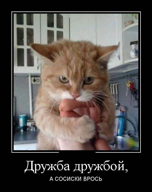 Демотиваторы демотиваторы, прикол, юмор