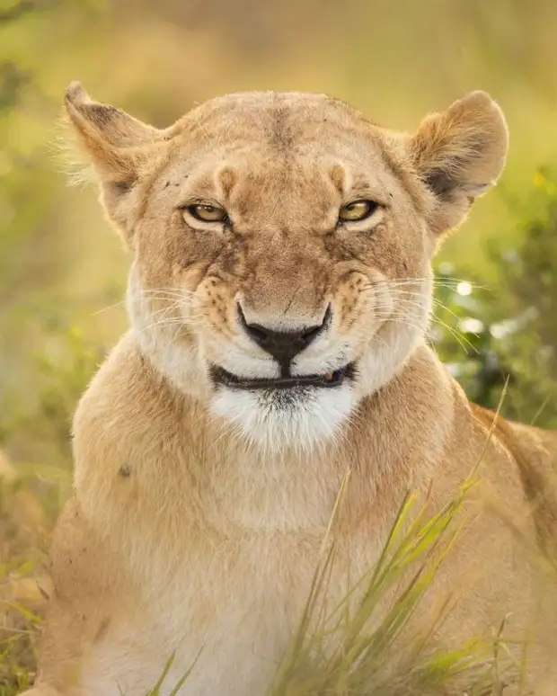 Самый позитивный конкурс по съемке животных Comedy Wildlife Photo Awards объявил победителей и финалистов 2022 года