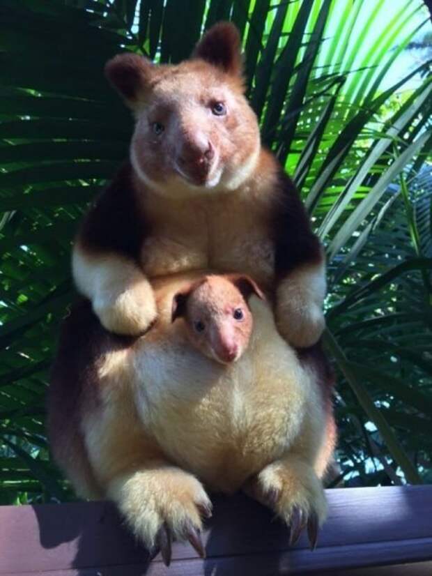 В зоопарке Австралии впервые за 36 лет родился малыш древесного кенгуру доброта, забота, настроение, фото
