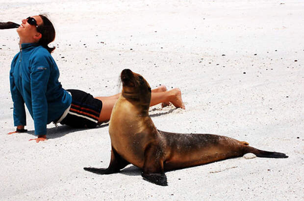 Yoga With Sea Lion