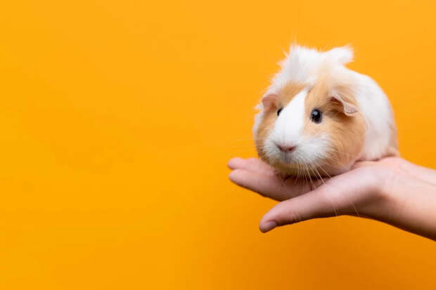 Пятерка лучших: какие хомяки становятся домашними любимцами